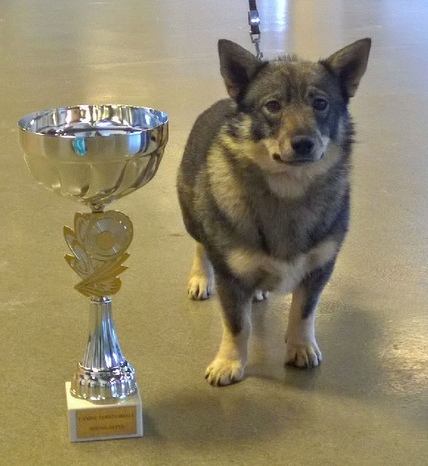 Des Gardiens Centaures - Jincko remporte le CACS et le CACIB à Lyon