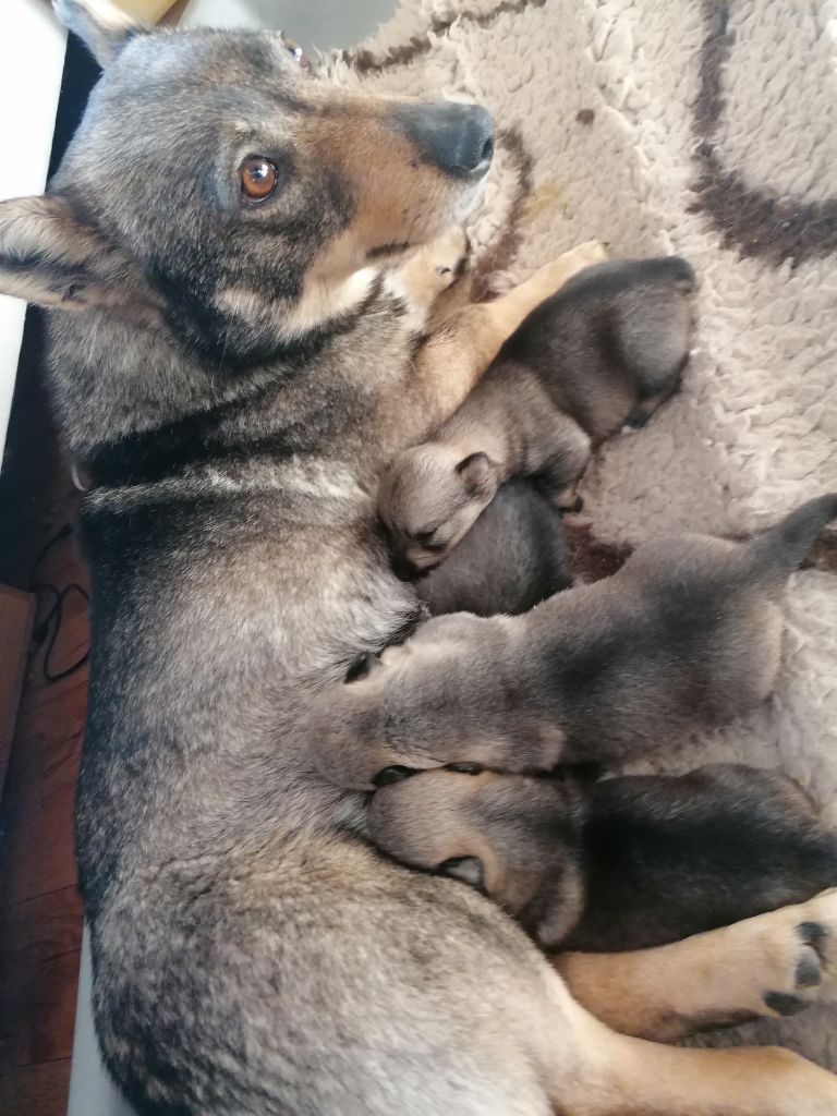 Des Gardiens Centaures - Une magnifique portée de Mirah et Jamie, quelques chiots disponibles